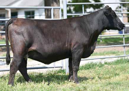 She reads extremely well on paper ranking in the top 5% for and and in the top 10% for. She is homozygous polled. M M A.I. Sire: CCR Anchor 071B on 11-30-18 Est. PM EPDs: 16-1.7 64 0.16 24 56 17 18.