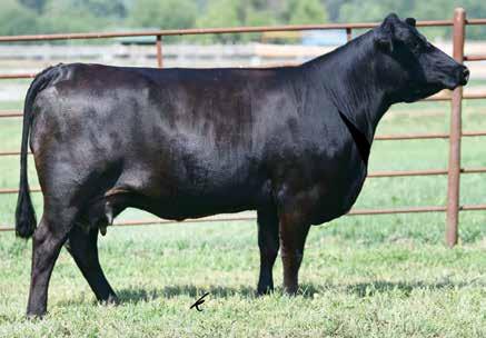 daughter from us out of W232, she was a past sale feature that our friends at Shoal Creek purchased for $22,000.