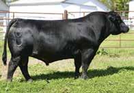 Lots 44-46: Bred to W/C Style 6E Family Tradition In a little different twist this year, we added three percentage fall heifers that sell bred to our half blood Silveiras Style x 8543U son, W/C