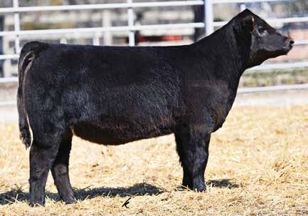 Hilbrand s family. We have always watched this cow family. Stop And Stare is known for her ability to produce half-bloods that have sold for $45k, $30K, $28k, $25500, $25k.