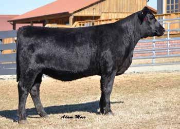 Blackcap Empress Family Crazy K Empress 4028 / Lot 9A 44 Blackcap Empress 533X / Daughters of this high $B female sell as Lots 9A and 9B.