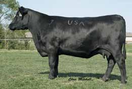 Lady Jaye Family Crazy K Lady Jaye 3364 / Lot 11A BAAR USA Lady Jaye 489 / Daughters of this cornerstone Crazy K Ranch donor sell as Lots 11A and 11B.
