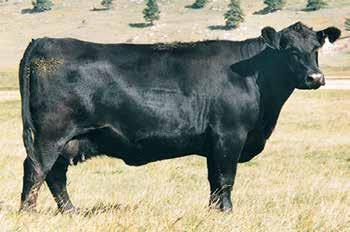 N Bar Primrose 2424 / A genetic replica of this $100,000 cornerstone donor produced Lot 34.
