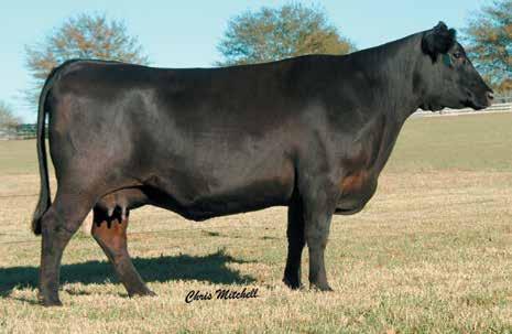 First Calf Heifers Sherrod Blackcap 0190 / A granddaughter of this $24,000 Mindemann Farms donor sells as Lot 41.