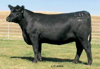 18 Blackcap A13 blends the proven growth and CW leader, Upward 307R with a direct daughter of the $24,000 cornerstone Mindemann Farms Blackcap, Blackcap 0190 by the Select Sires growth sire, Total