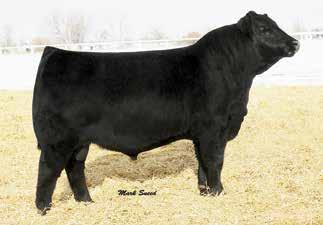 Crazy K Empress 3342 / Lot 77B Crazy K Herd Sires EXAR Significant 1769B / Reference Sire A 44 Conveyance 0X52 / Reference Sire B A EXAR Significant 1769B [AMF-CAF-DDF-NHF] Birth Date: 3-8-2011 Bull