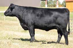 Blackcap Empress Family 2T Confirmed 3012 / Lot 78A 44 Blackcap Empress W733 / Daughters of this 2T Cattle Company and Crazy K Ranch female sell as Lots 78A and 78B.