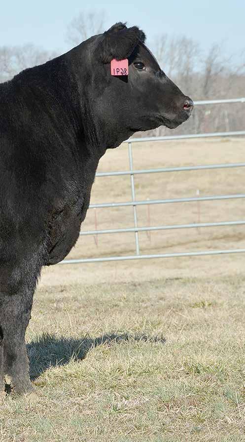 Selling half interest in Rita 4240, the exciting daughter of the breed s Number 2 $B proven dam, Rita 6108 sired by the proven Accelerated Genetics MB and $B sire, Ten X.