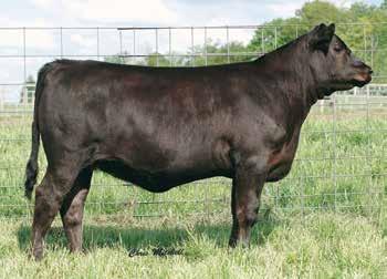 Rita Family DRMCTR 1I1 Rita 6108 / Daughters of this breed $B leader sell as Lots 1 and 3 in this offering.