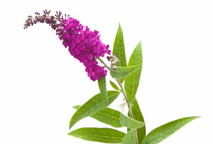 Night Creams IMPERATORIA A plant native to the Swiss Alps and the extract of which is used for the Bio-expander Night Creams, helps to maintain the skin young and healthy.