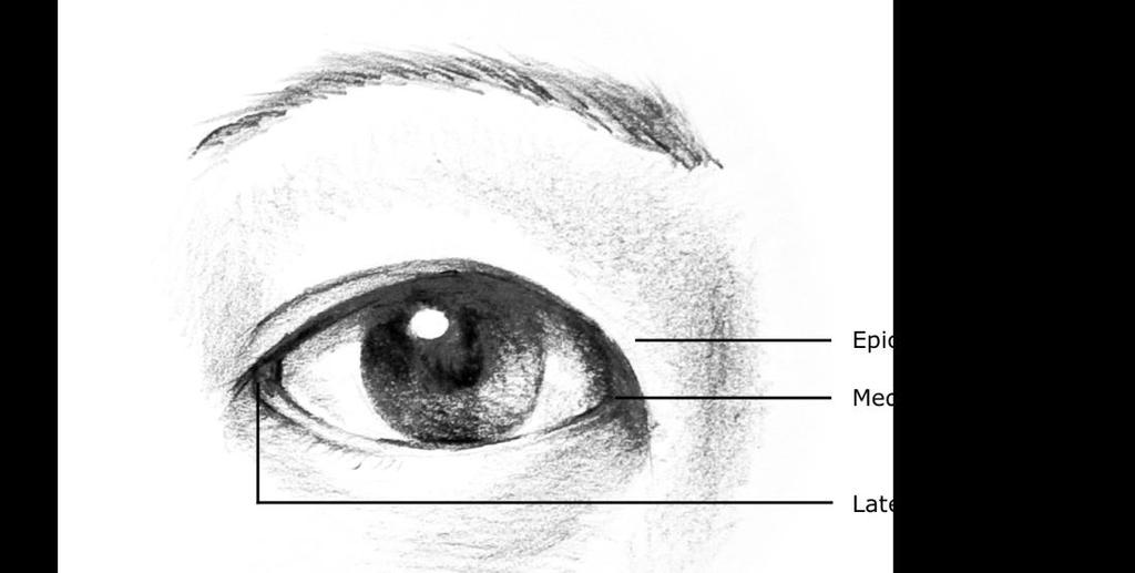 FIG 9 Epicanthic Fold 4.3.8 Cheeks Cheeks refers to the regions surrounded by the eyes, ears, nose, mouth, chin, and jawline. See Table 8.
