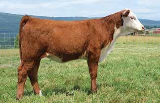 She is a moderate sized cow with a beautiful udder, mild flow and a good disposition. 002X will calve prior to sale date to STAR Opportunity Nox 529W ET.