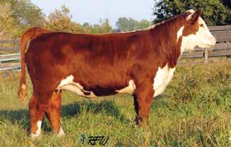 Selling choice of three embryos from one of two different matings out of one of Locust Hill Farm s top donor females, NJW 03T 44U Maryellen 210X.