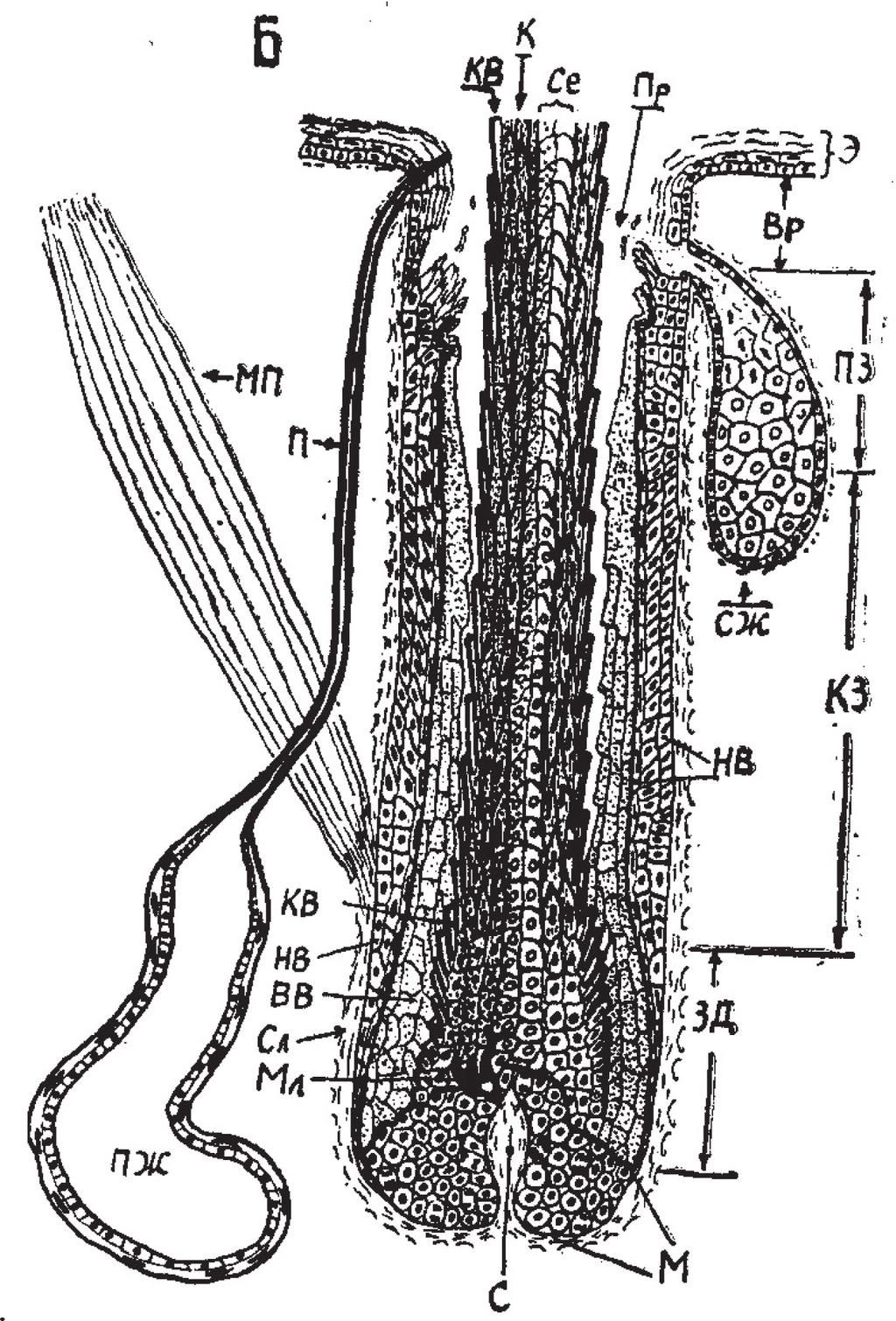 68 Hair and Scalp Disorders Figure 1. General scheme of the hair follicle in the phase of stable hair growth.