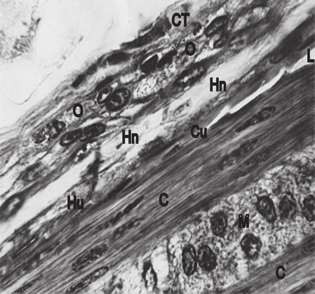 The Histological Mechanisms of Hair Loss http://dx.doi.org/10.5772/67275 71 Figure 4. Longitudinal section of a sheep hair follicle on the level close to the end of keratogenesis.