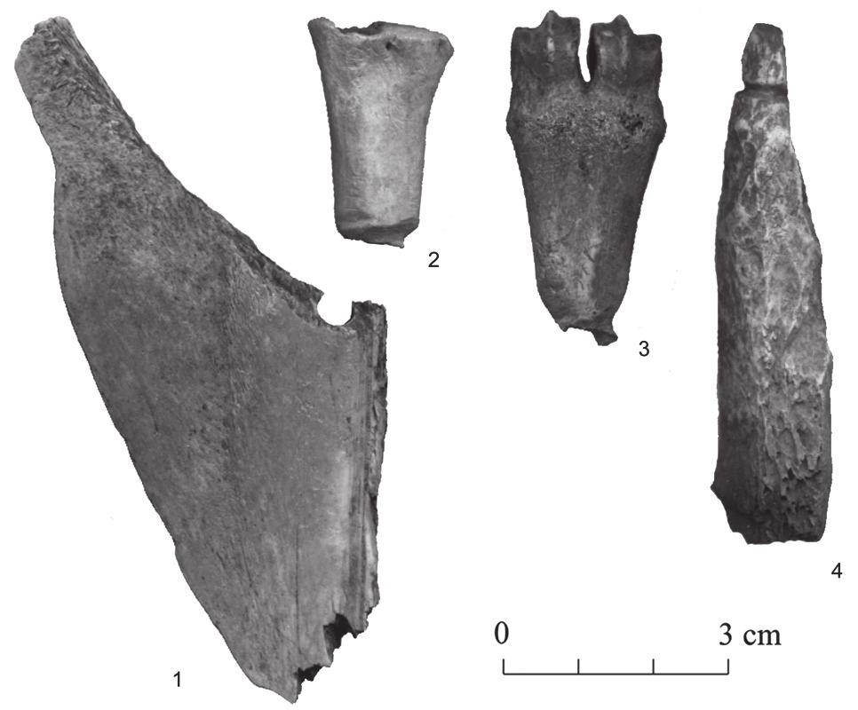 256 Fig. 16. Worked bone fragments from Bronze Age sites of Asva (1) and Ridala (2-4). 1 scapula of elk or cattle, 2 undetermined long bone, 3 sheep metatarsus, 4 long bone of large herbivore.
