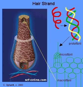 Permanent Hair Wave ( 머리카락의웨이브?) The formation of disulfide bonds has a direct application in producing curls in hair by the permanent wave process.