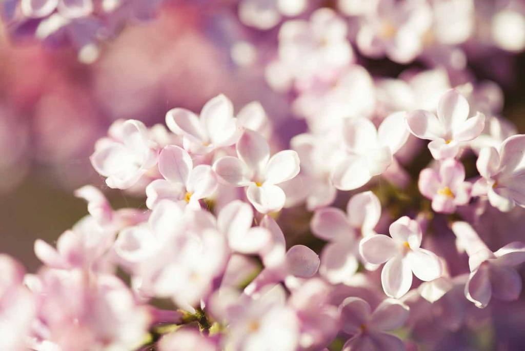 NAOLYS ACTIVE CELLS Healthy Shine Lilac For renewed balance and shine A STORY The lilac Syringa vulgaris, Oleaceae Fragrant flowers, a precious remnant of the19th century The scientific name of