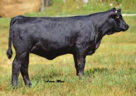 She is a granddaughter of the ever consistent 14K. Her Upgrade heifer looks fabulous and appears to be an excellent prospect for next year. We have not let go of many 14K progeny.