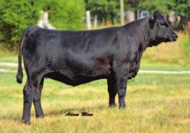 03 148 BW: 68 Genetic combination of the very best in Angus and Simmental over the past decade, and has some of the most consistent cow families in her pedigree.