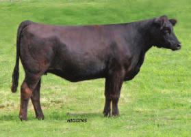 He scanned an adjusted 16.9 yearling ribeye and is currently with Cattle Vision and is an added attractions Genex 2012 bull. So like her name says Make A Wish and be ready.