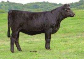 Remember that 5S is a daughter of Olivia and granddaughter of H25. In the last several sales at KenCo, Lady Remington 5S progeny have been among the sale toppers and went on to work for many programs.