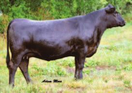 M orning D ew 38 Clover Valley Simmentals SimAngus CVLS Ms Sizzin Hot 077X CALVED: 9-01-10 ASA: 2571477 TATTOO: 077X Sydgne C C&7 CVLS Morning Dew 697S SAF Connection Sydgen Forever Lady 4087 CVLS