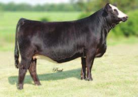 The 2009 AJSA National Champion Simmental female to this equation raises the bar extremely high. Buy these genetic with confidence, and you will not be disappointed.