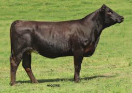 This female was purchased out of the North American sale and has been a solid producer at KenCo. We have top notch progeny by Movin Forward, Powerline and Fatt Butt.