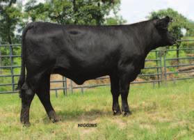 Club King continues to produce females with longevity and stay ability. This Objective sired female offers calving ease. Homozygous black.