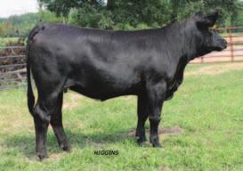 page 24 65 Bangma Farm Wheatland Bull 468P Wheatland Red Hummer 608S Wheatalnd Lady 443P B red H eifers BFD Miss Silhouette Y80 CALVED: 2-02-11 ASA: 2591598 TATTOO: Y80 Simme Valley Silhouette Simme
