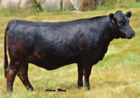 The EPDs of her future calf by Sharper Image will be top 5% WW, YW API and Top 1% TI. This heifer will keep you in the cattle business for the long haul.