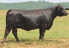 This donor has always been a standout since the day we at KenCo laid eyes on her at the Sunset View sale.
