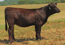 39 97 BW: 75 Southern Jewel, full sister to Lot 1, may be one of the deepest sided, stoutest made, structurally sound females that has ever walked the pastures of C&C Farms.