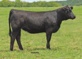 R82 averages 18 freezable embryo s each flush you can t go wrong by adding a female like this to your herd that has already proven herself in the donor pen while also strong family lines on the top s