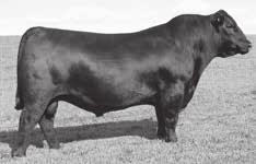 Those who own Bismarck daughters are his biggest fans Connealy Arsenal 2174 Connealy Packer 547 Tattoo: 431 Reg Number: 14843207 DOB: 1/19/04 Reference Sire FINKS 5522-6148# EMULATION N BAR 5522#