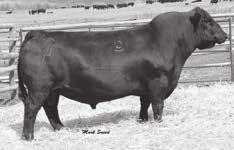 CED BW WW YW CEM MILK +14-1.7 +65 +103 +13 +28 CW Marb REA Fat $W $B +55 +.28 +.32 +.036 71.90 115.83 The top selling bull in the Hilltop Angus Sale in 2010.