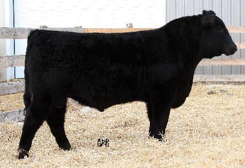 20 Yearling Bulls Sire Group: S A V Legacy 5216 30 NORSEMAN LEGEND 54 08 Gender