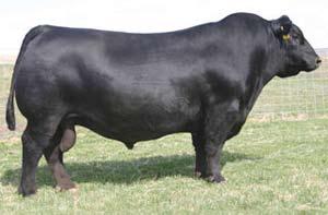 Yearling Bulls Sire Group: S AV Net Worth 4200 1 NORSEMAN NET WORTH 35 08 Gender Male Tattoo NORS 35U Reg# 1449303 DOB January 23 2008 BOYD FOREVER LADY 8003 S A F 598 BANDO 5175 S A V MAY 6269 S A V