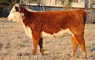 26 to March 31, 2019, to Walker Billings 719T (43475320). Lot 20A: Bull calf, born Nov. 6, 2018, BX Barney 4015 F10 (43986458). Consigned by Broken X Herefords, Kingston, Ga. 331 396 111 5.9 1.