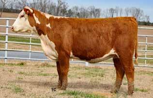 Barnes Herefords 24 RMB Z426 SOUTHERN BELLE 207EET P43948985 Calved: 8/31/17 Tattoo: BE 207E TH 133U 719T UPGRADE 69X {DLF,HYF,IEF} MOHICAN THM EXCEDE Z426 {DLF,HYF,IEF} P43292949 NJW M326