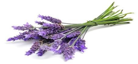 LAVENDER ESSENTIAL OIL Antibacterial, antimicrobial, antiseptic, antispasmodic, & antiinflammatory properties One of the few oils that is safe to use undiluted Safe to use with children and