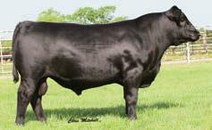 CHRISTENSEN YEARLING ANGUS HEIFERS VAR DISCOVERY 2240 - The sire of Lots 120 and 121.
