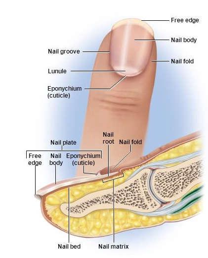 Finger Nail Analysis to Diagnosis the Disease A Study Dr A Ranichitra Department of Computer Science Sri S.Ramasamy Naidu Memorial College, Sattur, India ranichitra117@gmail.