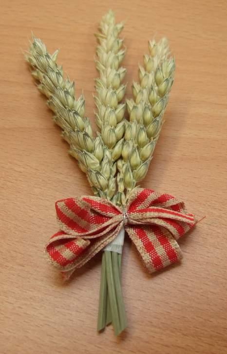Buttonholes Take 5 heads of wheat and place them in a fan shape Fasten the stems together tightly