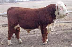 The Idea is Excellence Consigned by: SNS Herefords Consigned by: SNS Herefords Lot 17 SNS 17A POWER