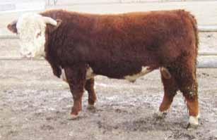 19-Feb-17 HORNED SIRE: CARLRAMS C45X EXPLOSIVE 371B MGS: JHR 19L VOLT LAD 5S DAM: SNS 5S STANMORE LASS 60Y 100 797 1283 6.9 53.2 102.