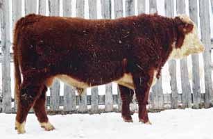 CONSIGNOR: TANGA HEREFORDS, Millet, AB Consigned by: Tanga Herefords Consigned by: Tanga Herefords Lot 27 TANGA
