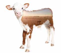 Secure your bottom line from fall calf market uncertainties by establishing a floor price with Calf Price Insurance this spring.
