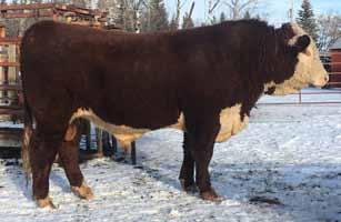 6 Consigned by: Crone Herefords Consigned by: Crone Herefords Lot 45 SGC 10X AMIGO LAD 43E Reg C03039126 Tattoo SGC 43E
